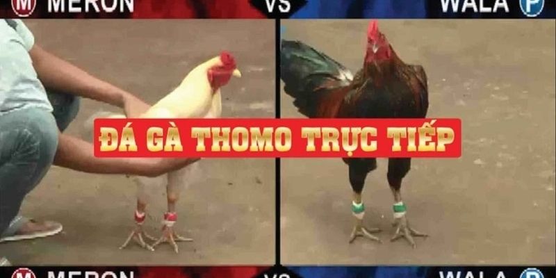 Luật đá gà thomo liên quan đến chạng gà